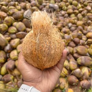 Fresh Coconut