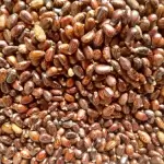Dried Castor Seeds