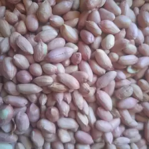 icon Groundnut Seeds